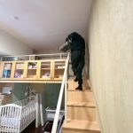 20260317-信義區住家禽蟎噴藥實錄